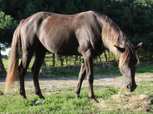 Miloh - den flotteste fyr, Rocky Mountain Horse